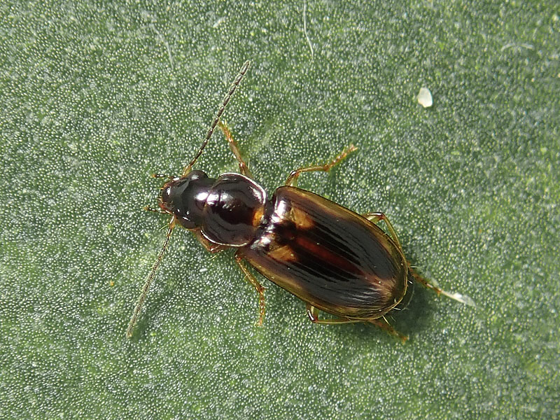 Carabidae: Acupalpus maculatus ?